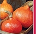 POMPOENEN Oranje Zon