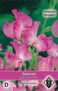 Lathyrus odoratus Pinkie