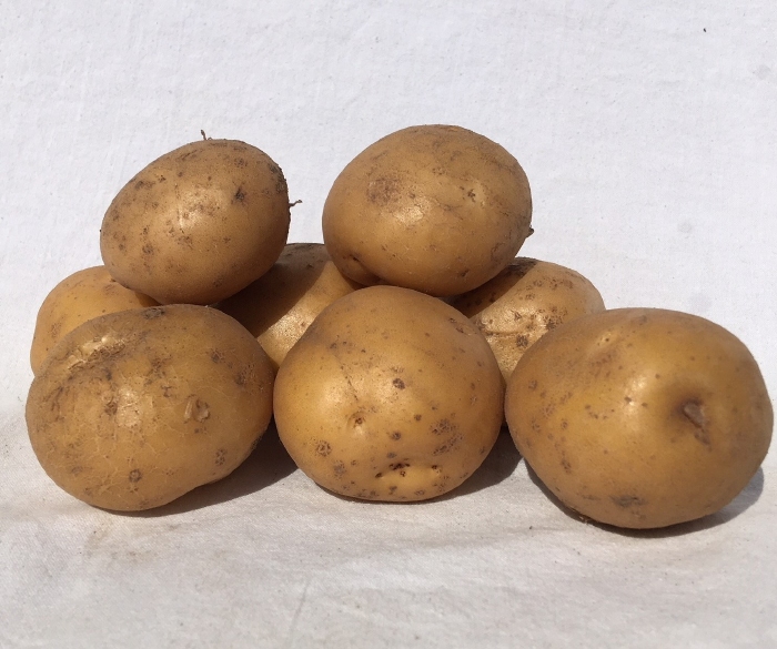 Lekkerlanders vroege aardappel, kruimig 1 kg