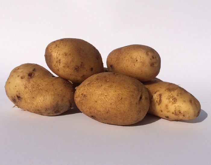 Obama vroege aardappel, vastkoker  2,5 kg