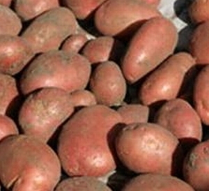 Rode Irene rode aardappel middellaat, zeer kruimig  1 kg