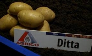 Bio aardappel    Ditta middelvroeg vastkoker 2 kg