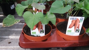 Bataat  - Zoete aardappelplant -  - (Batatas oranje)