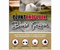 Plant Knoflook - Blanke Reuzen, wit  - per 3 stuks