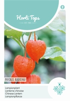 Physalis Franchetti Gig.(Lampionplant)