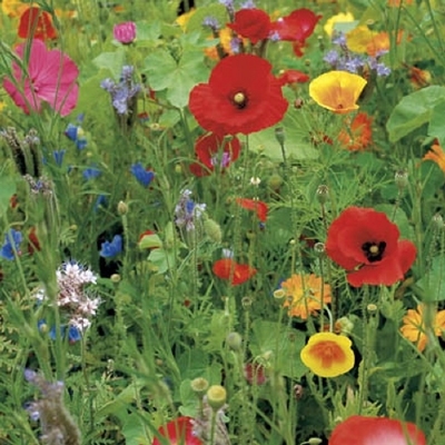 Wildebloemen mengsel voor 250 m2 - tot 500 m2 250 gram