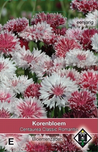 Centaurea cyanus Classic Romantic