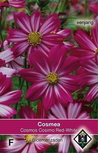 Cosmos bipinnatus Cosimo Red-White