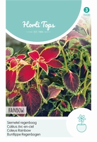 Coleus Blumei Regenboogmengsel