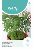 Mimosa Pudica (Kruidje-Roer-Me-Niet)