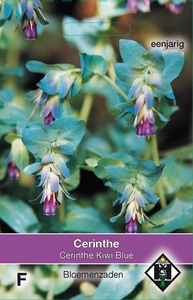 Cerinthe major Purpurescens Kiwi Blue