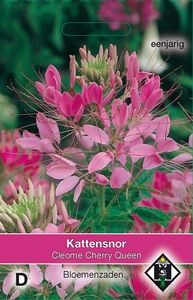 Cleome hassleriana Cherry Queen