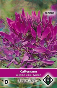 Cleome hassleriana Violet Queen