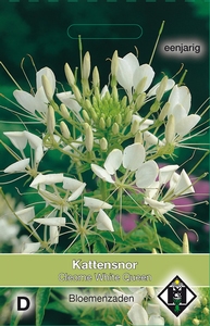 Cleome hassleriana White Queen