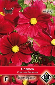 Cosmos bipinnatus Rubenza OP=OP