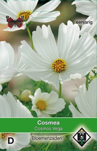 Cosmos bipinnatus Vega wit