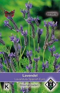 Lavandula multifida Spanish Eyes