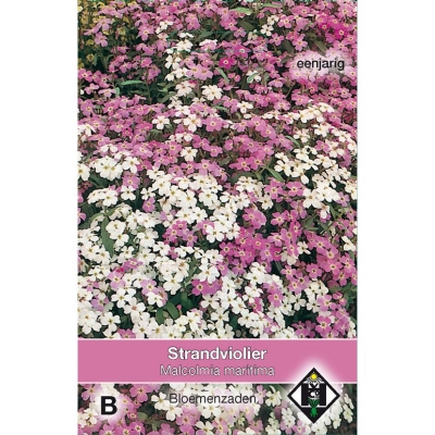 Malcolmia maritima